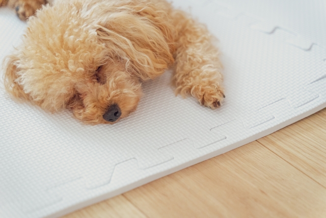 赤ちゃん用だけじゃない。シニア犬のためのベビーベッド活用法